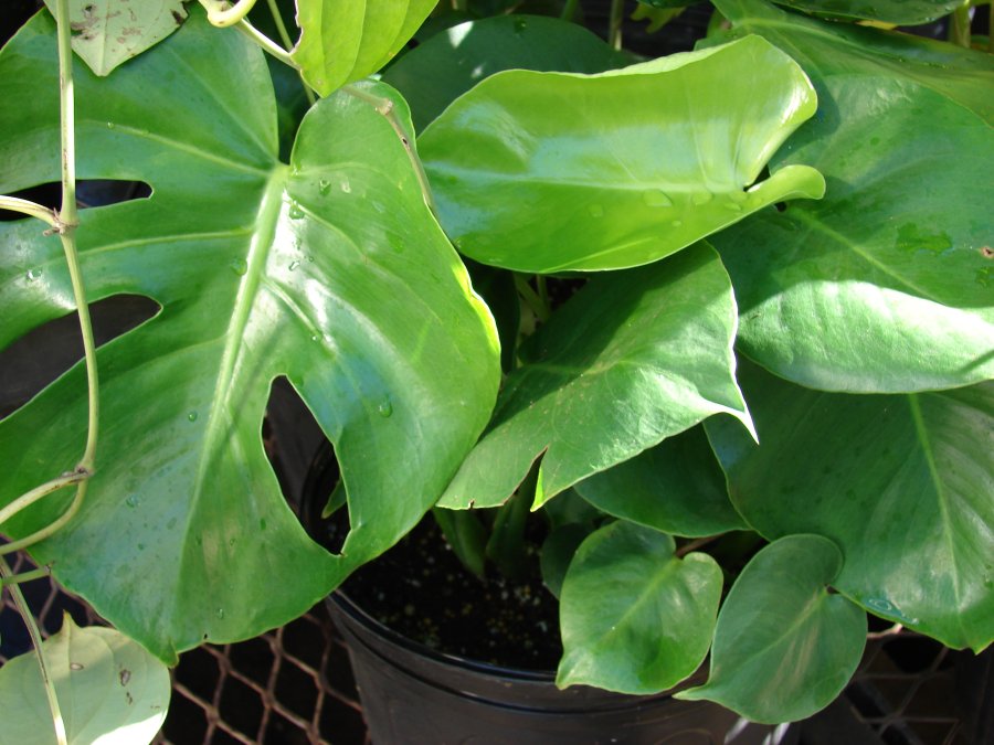 Monstera