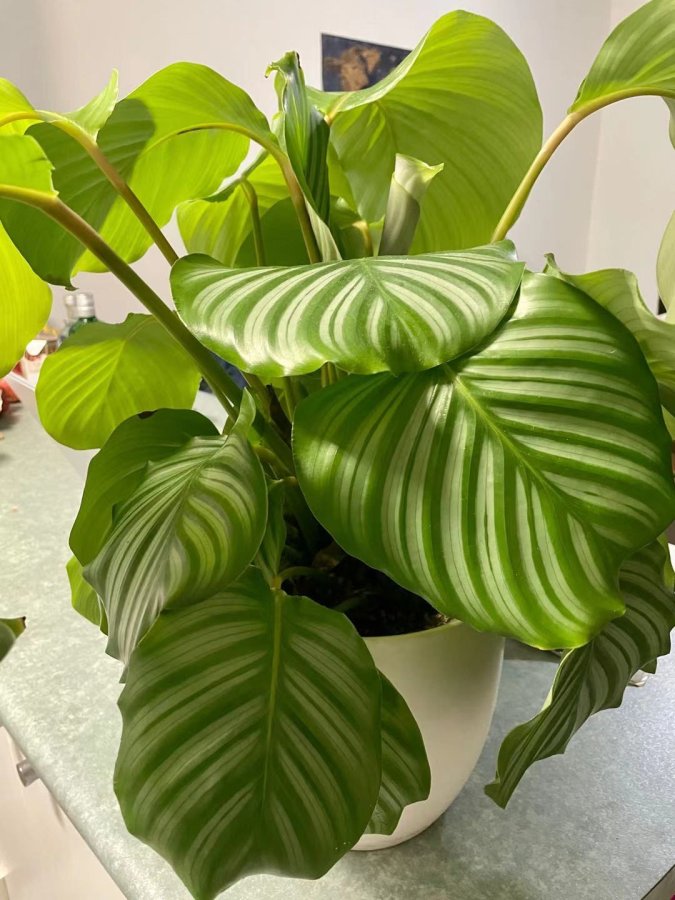 Korbmarante