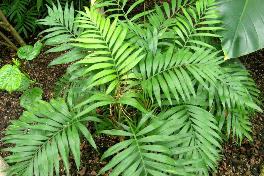 Bergpalme