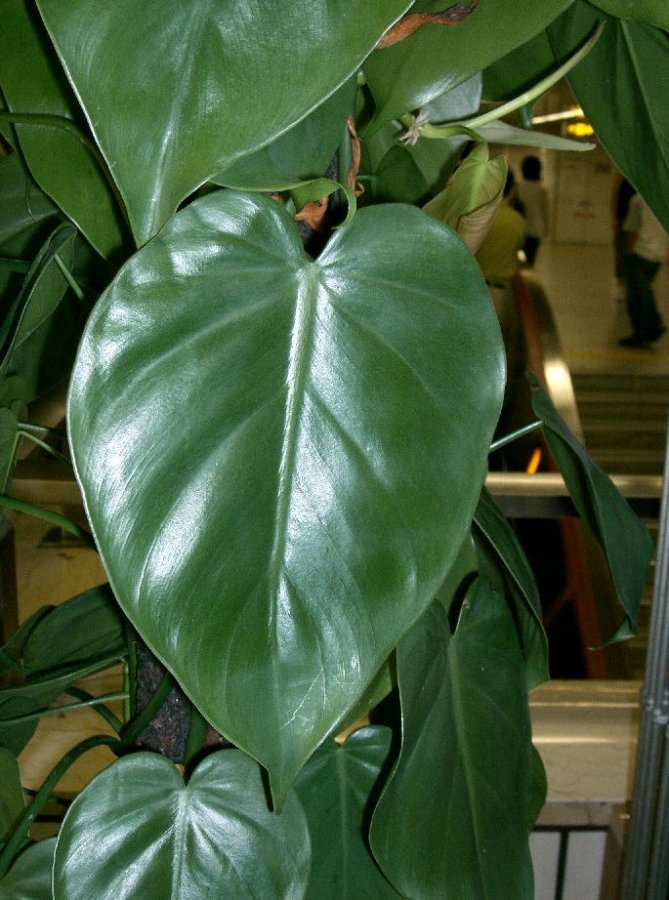 Herzblatt-Philodendron