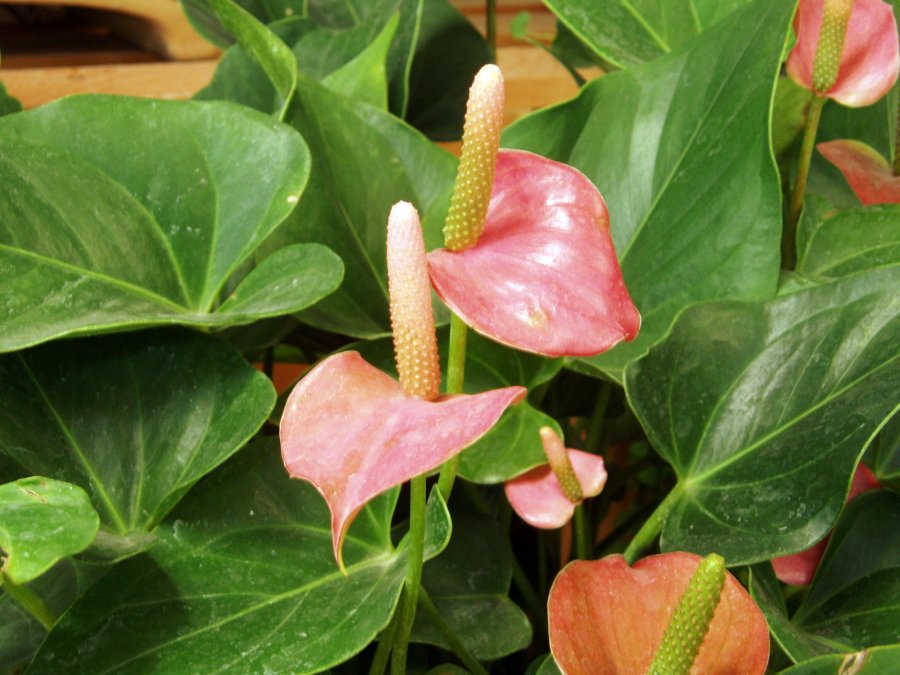 Flamingoblume