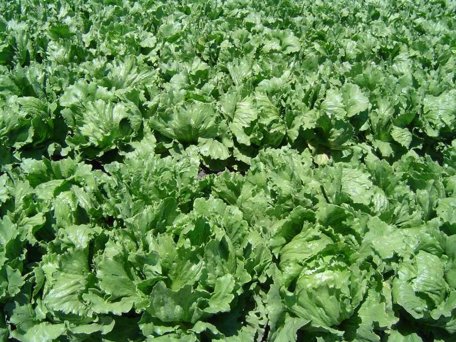 Kopfsalat