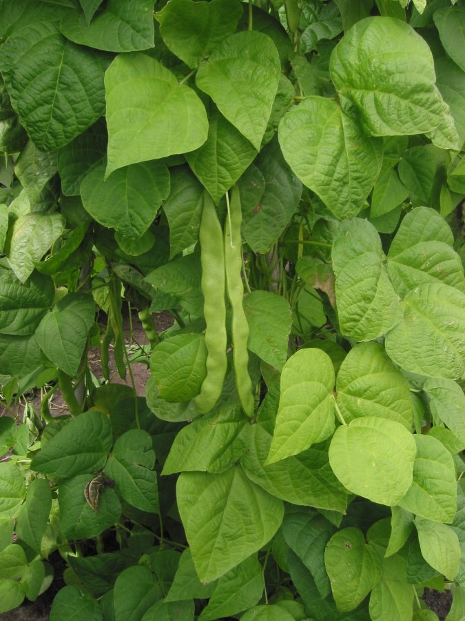 Buschbohne