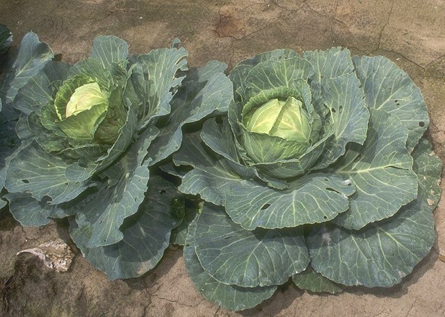Weißkohl