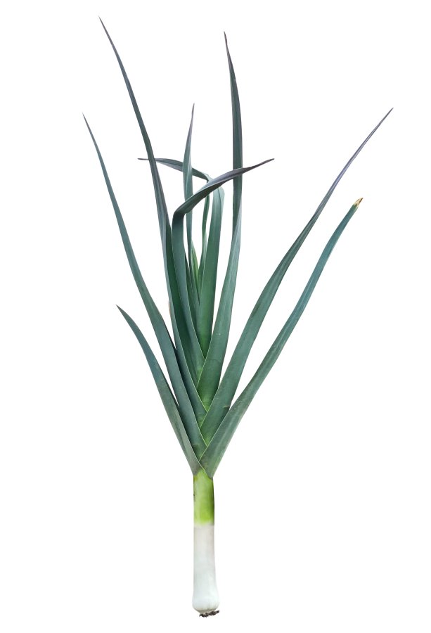 Lauch