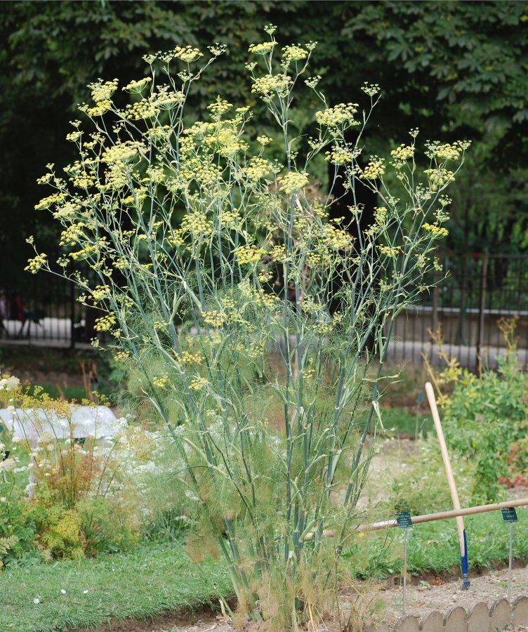 Fenchel