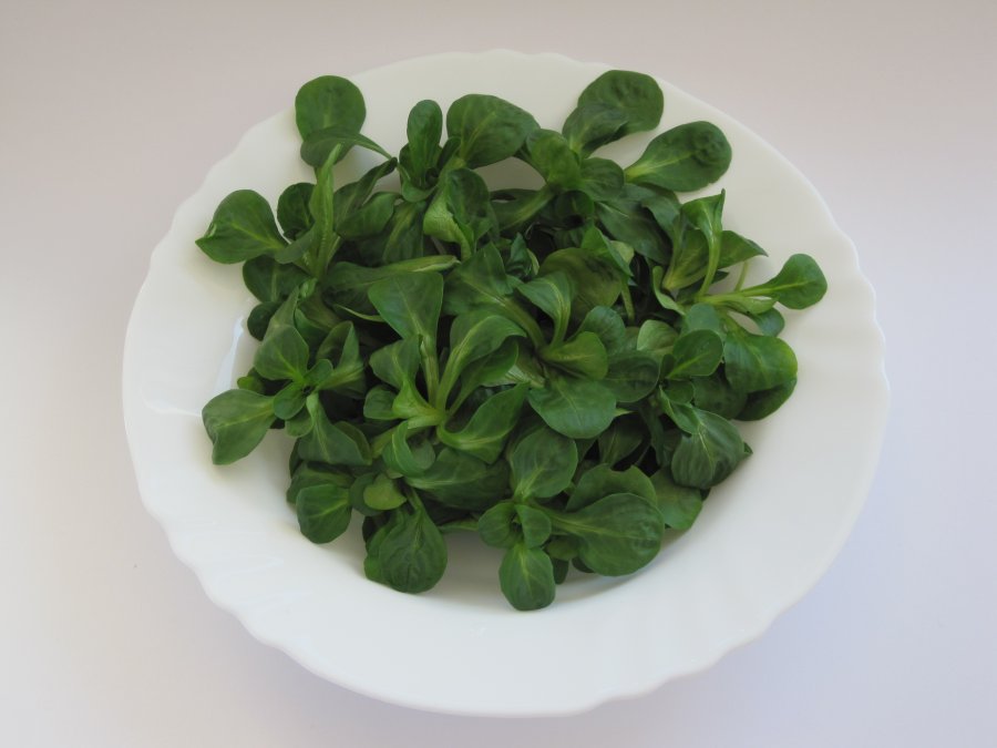 Feldsalat