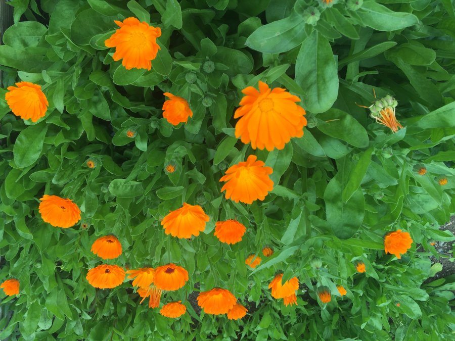 Ringelblume