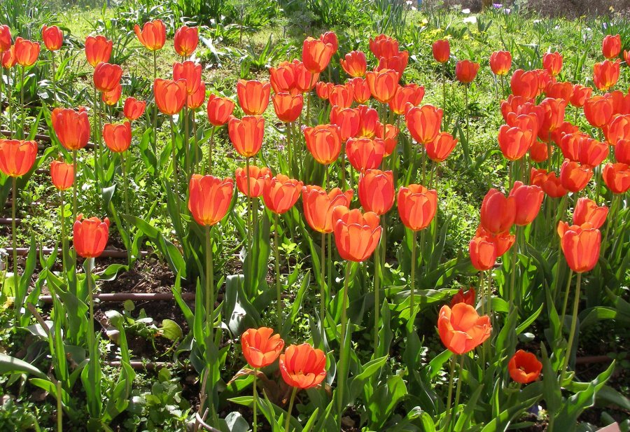Tulpe