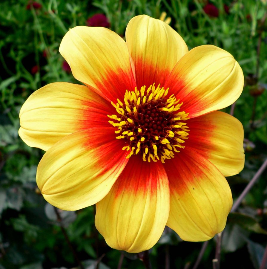 Dahlie