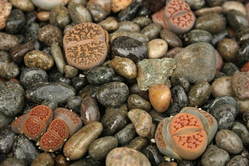 Lebende Steine