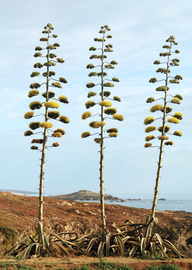 Agave