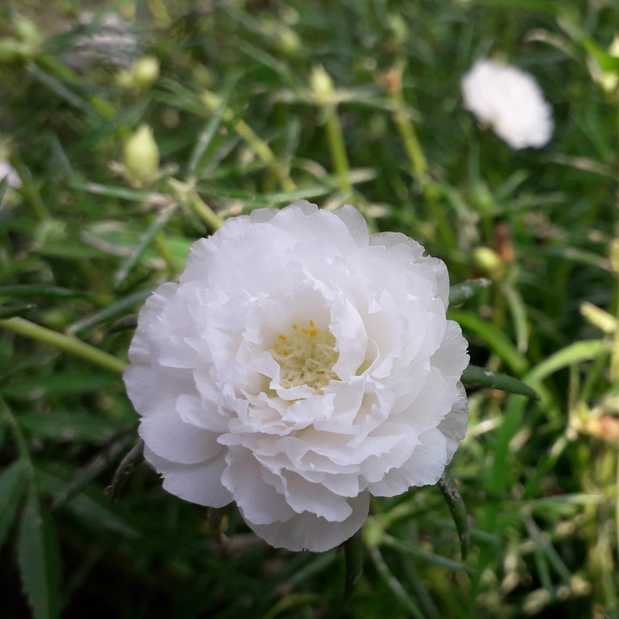 Portulakröschen